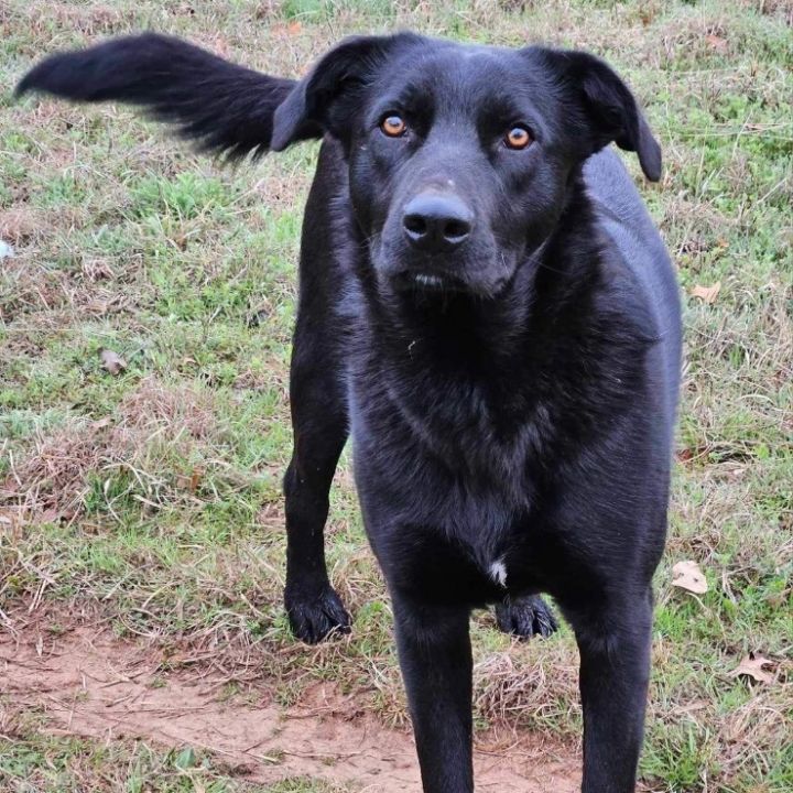 Due north best sale flat coated retrievers