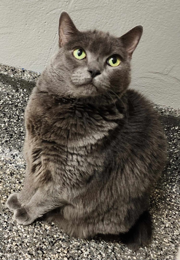 Sima, an adoptable Domestic Medium Hair in Kenai, AK, 99611 | Photo Image 1