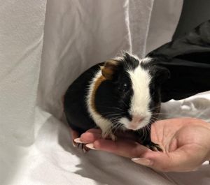 Meet Mothman and UFO the dynamic duo of guinea pigs that are sure to bring a touch of mystery and