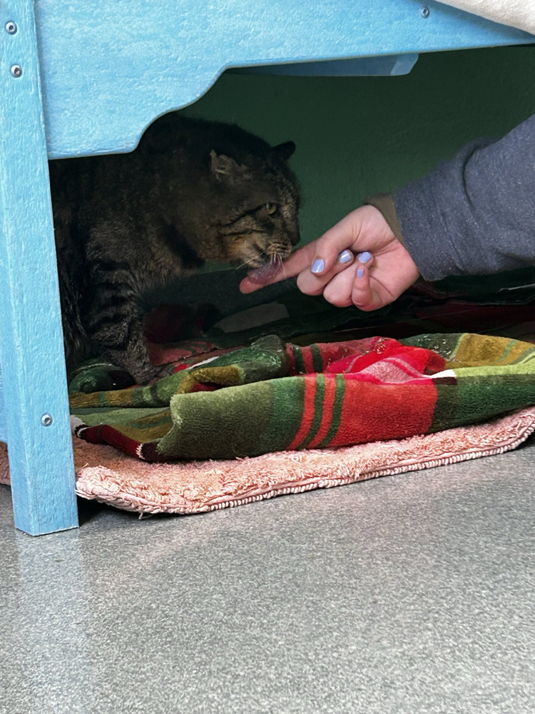 Bucky Barnes, an adoptable Domestic Short Hair in Trenton, ME, 04605 | Photo Image 1