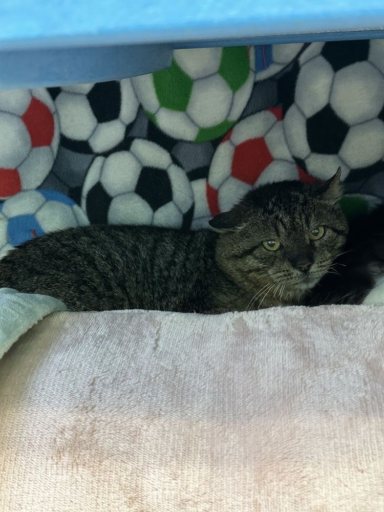 Bucky Barnes, an adoptable Domestic Short Hair in Trenton, ME, 04605 | Photo Image 2