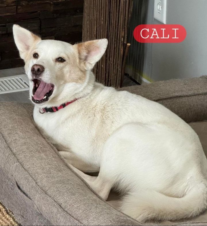 Dog for adoption Caliber a Shiba Inu Mix in Florissant MO