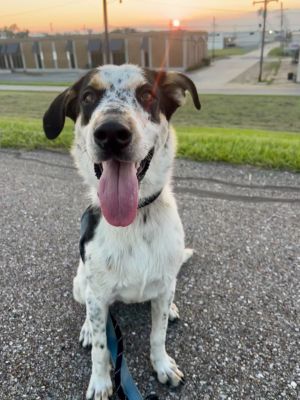My name is Rabbit I am a 10-month-old super playful and sweet collie mix I only weigh 34 lbs I