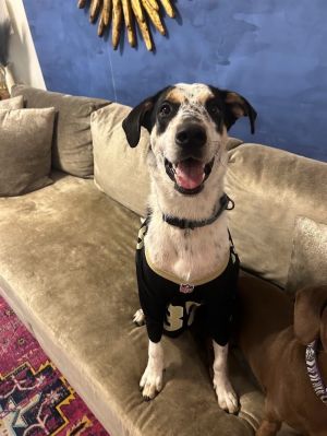 Hop into fun with Rabbit our 1-year-old Collie mix This energetic girl is always on the go and has