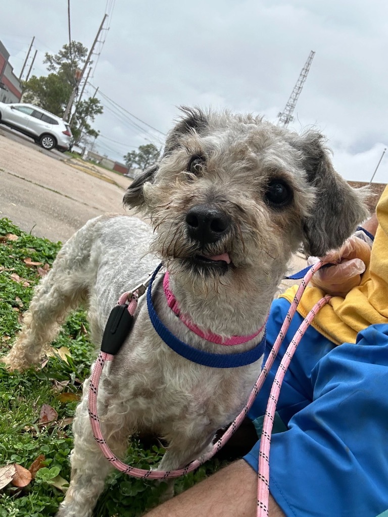 Candy Apple (Blind in Foster), an adoptable Schnauzer in New Orleans, LA, 70123 | Photo Image 2