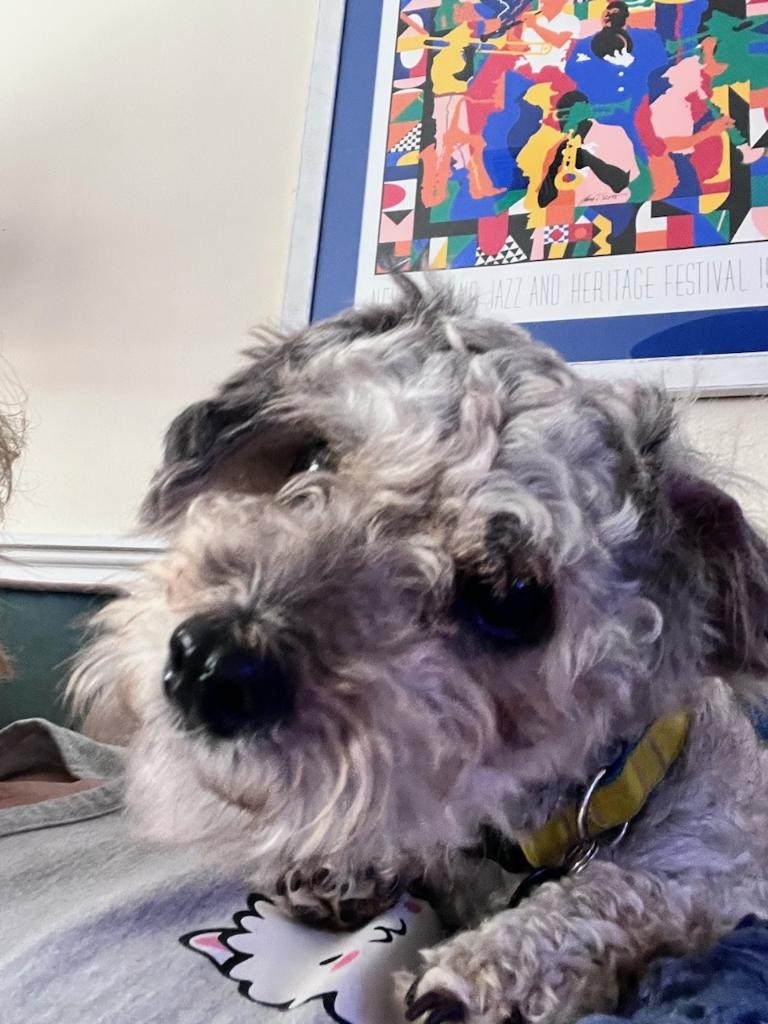 Candy Apple (Blind in Foster), an adoptable Schnauzer in New Orleans, LA, 70123 | Photo Image 3