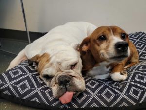 My name is Ginga I am a 7-year-old beagle mix My bestie is Gramma the 9-year-old English bulldog 