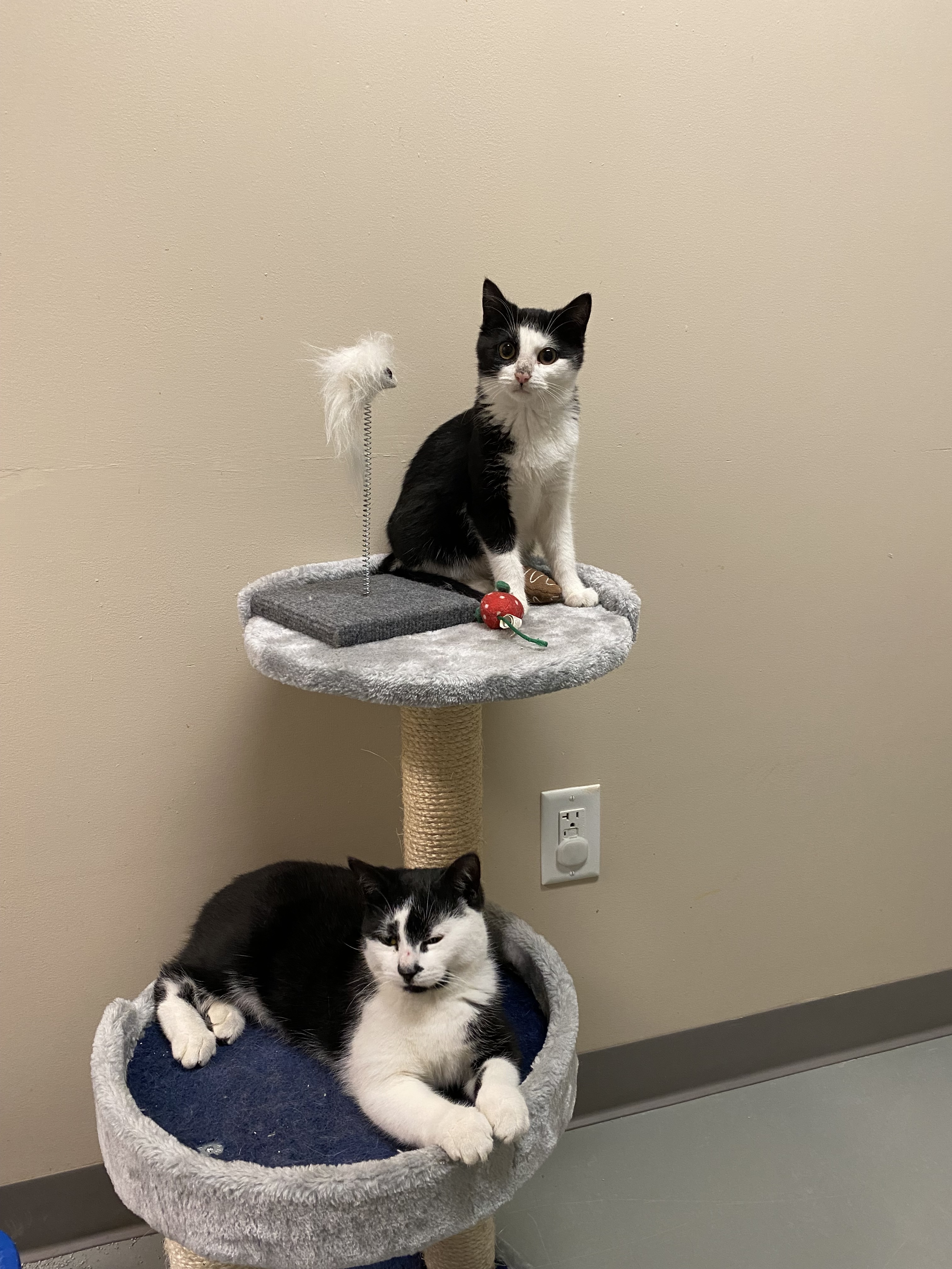 Jenna (Adoptable with bonded cat Casey)