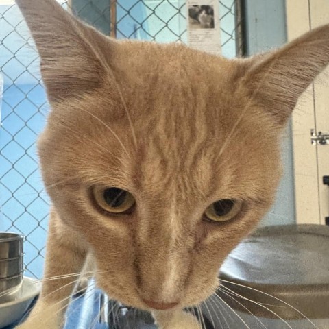 Simba, an adoptable Domestic Short Hair in Milford, IA, 51351 | Photo Image 5