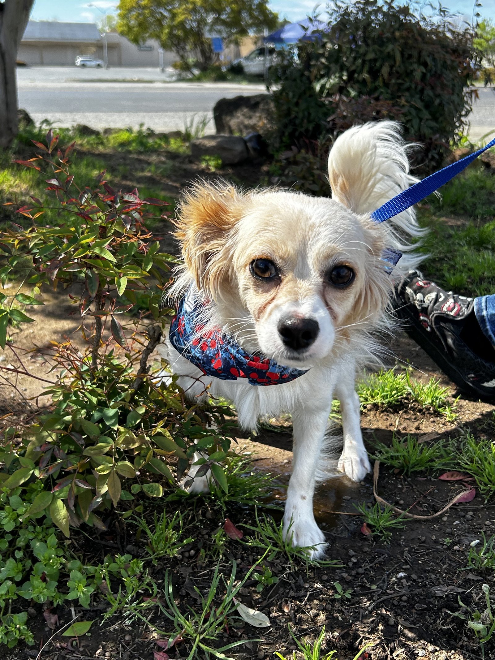 MURPHY, an adoptable Papillon, Chihuahua in Chico, CA, 95973 | Photo Image 2
