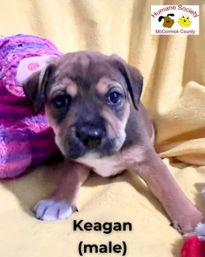 Keagan Mixed Breed Dog