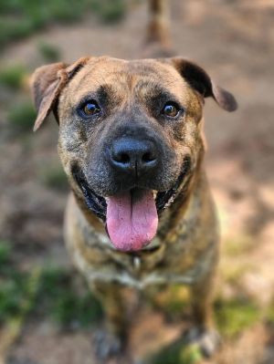 Chewy *adoption fee half off!!!*, Adult Male Pit Bull Terrier