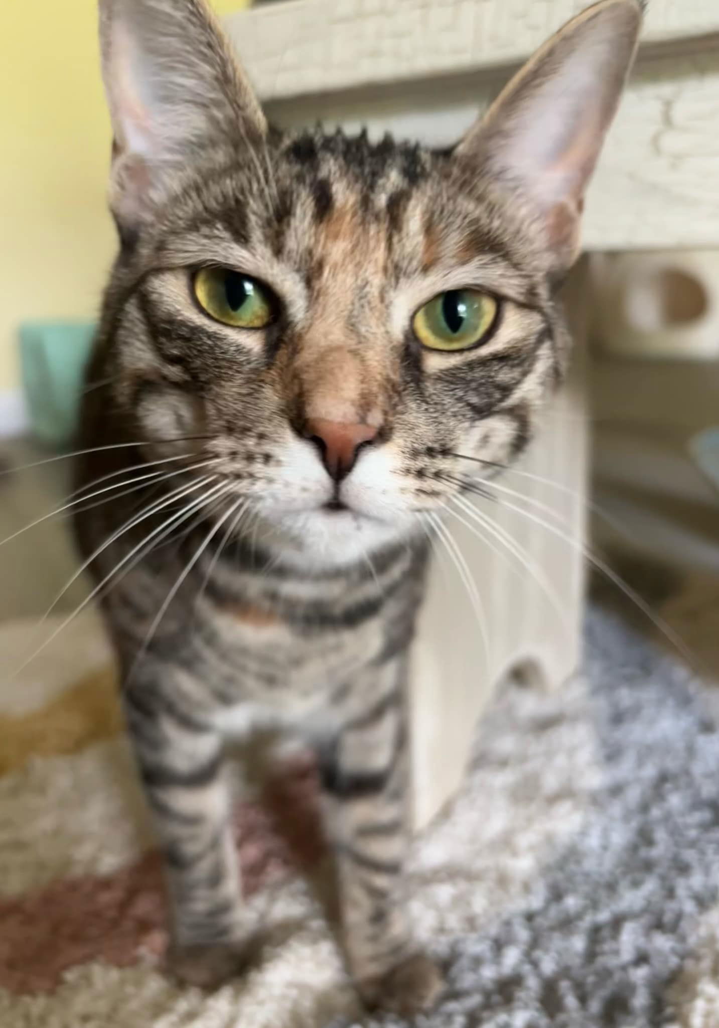 Icelyn, an adoptable Torbie, Domestic Short Hair in Spring City, PA, 19475 | Photo Image 1
