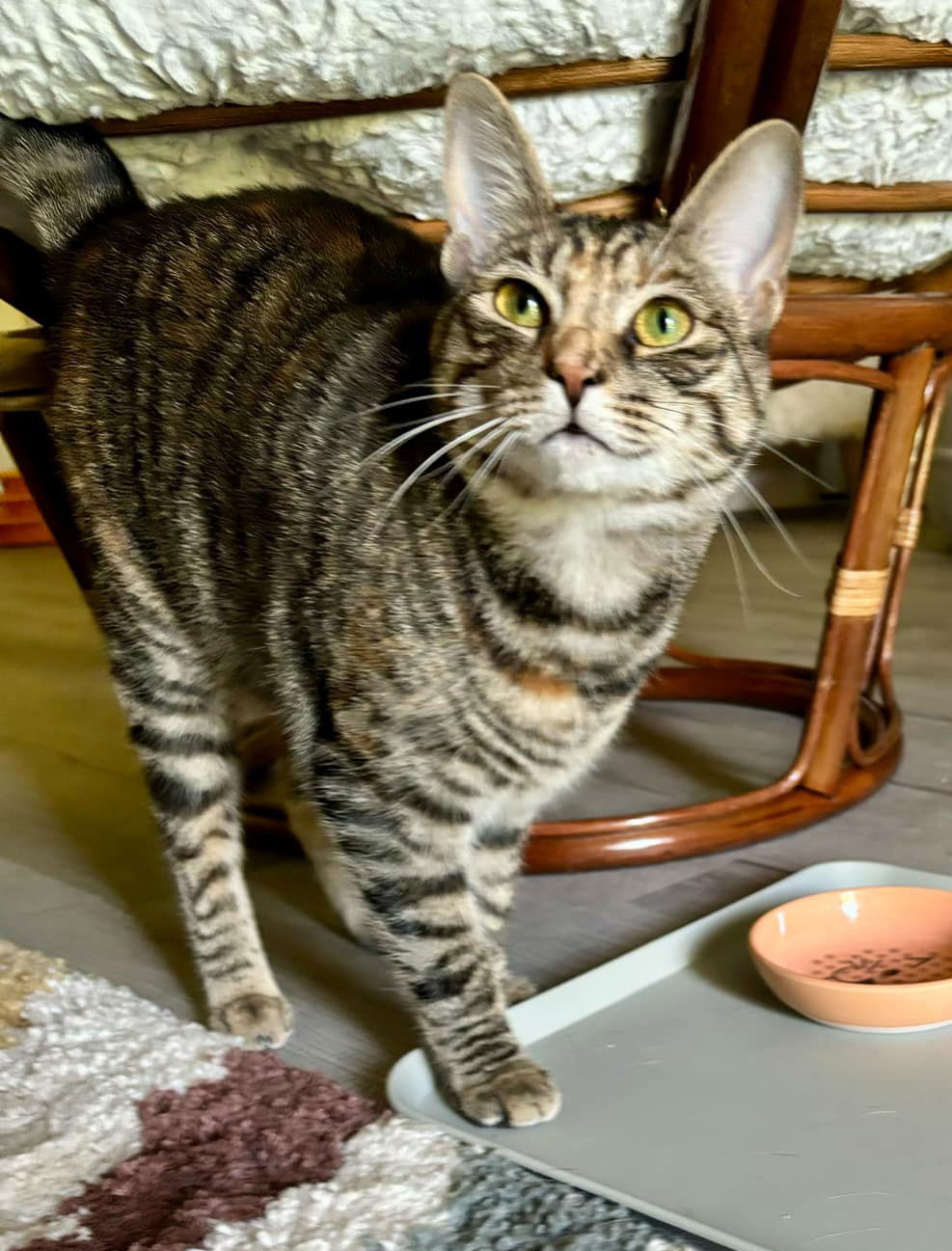 Icelyn, an adoptable Torbie, Domestic Short Hair in Spring City, PA, 19475 | Photo Image 2