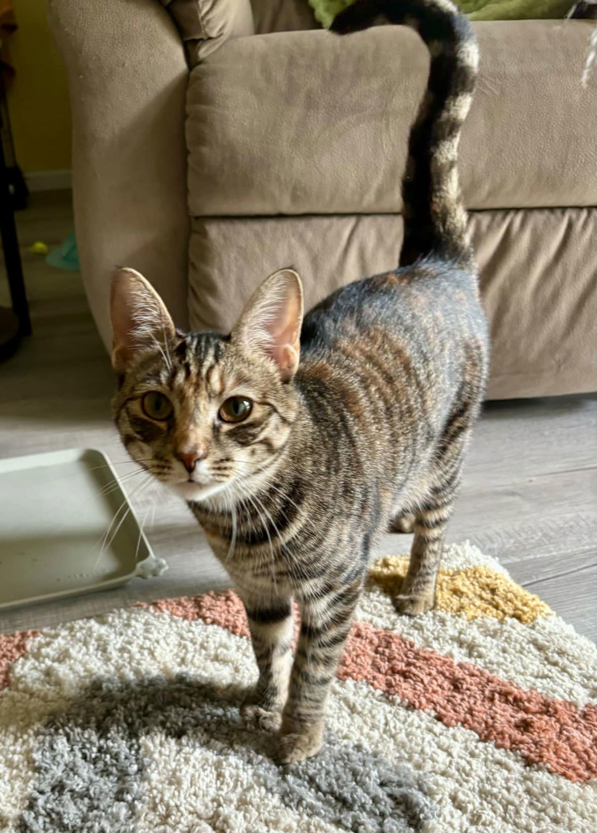 Icelyn, an adoptable Torbie, Domestic Short Hair in Spring City, PA, 19475 | Photo Image 3
