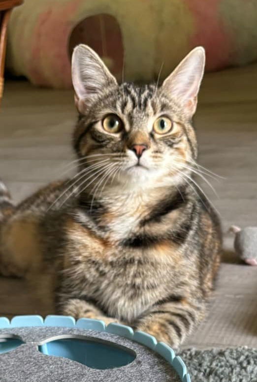 Frostine, an adoptable Torbie, Domestic Short Hair in Spring City, PA, 19475 | Photo Image 1