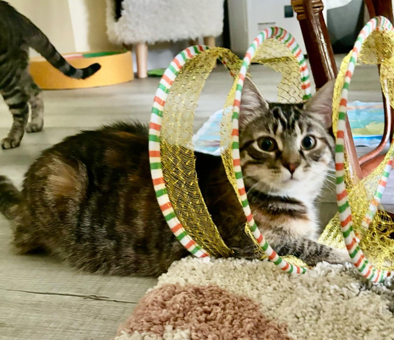 Frostine, an adoptable Torbie, Domestic Short Hair in Spring City, PA, 19475 | Photo Image 3
