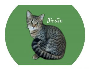 Birdie #chirper Tabby Cat