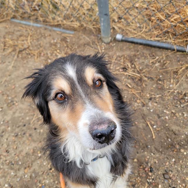 DOBSION, an adoptable Collie, Mixed Breed in Casper, WY, 82601 | Photo Image 1