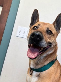 Archer, an adoptable German Shepherd Dog in Polson, MT, 59860 | Photo Image 1