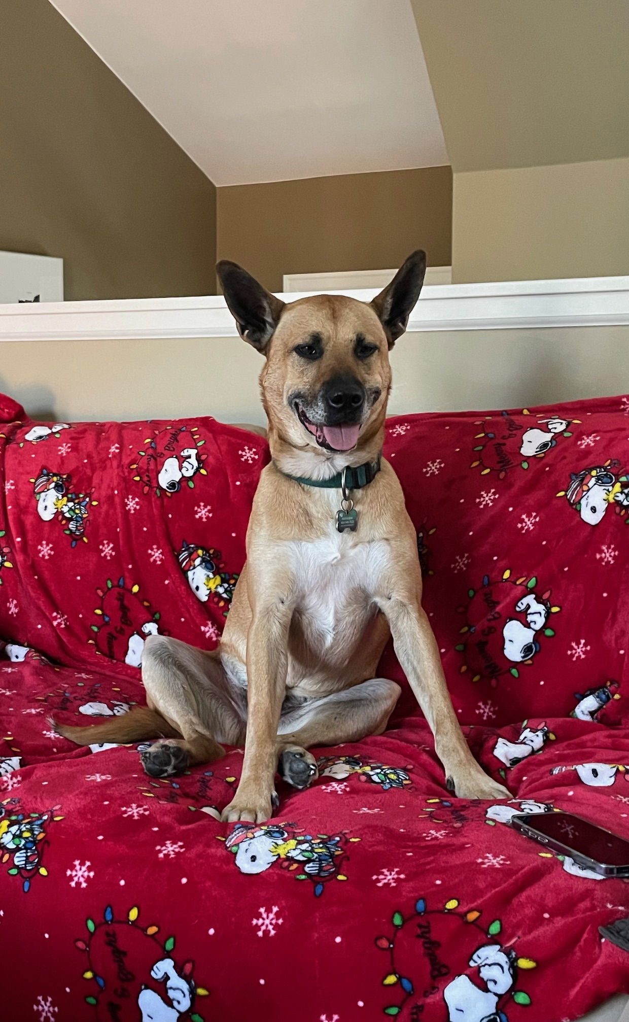 Archer, an adoptable German Shepherd Dog in Polson, MT, 59860 | Photo Image 3