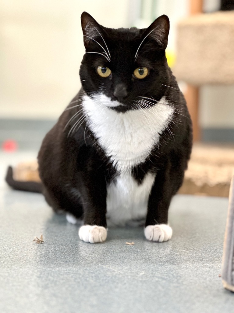 Wahn, an adoptable Domestic Short Hair in Cumberland, ME, 04021 | Photo Image 1