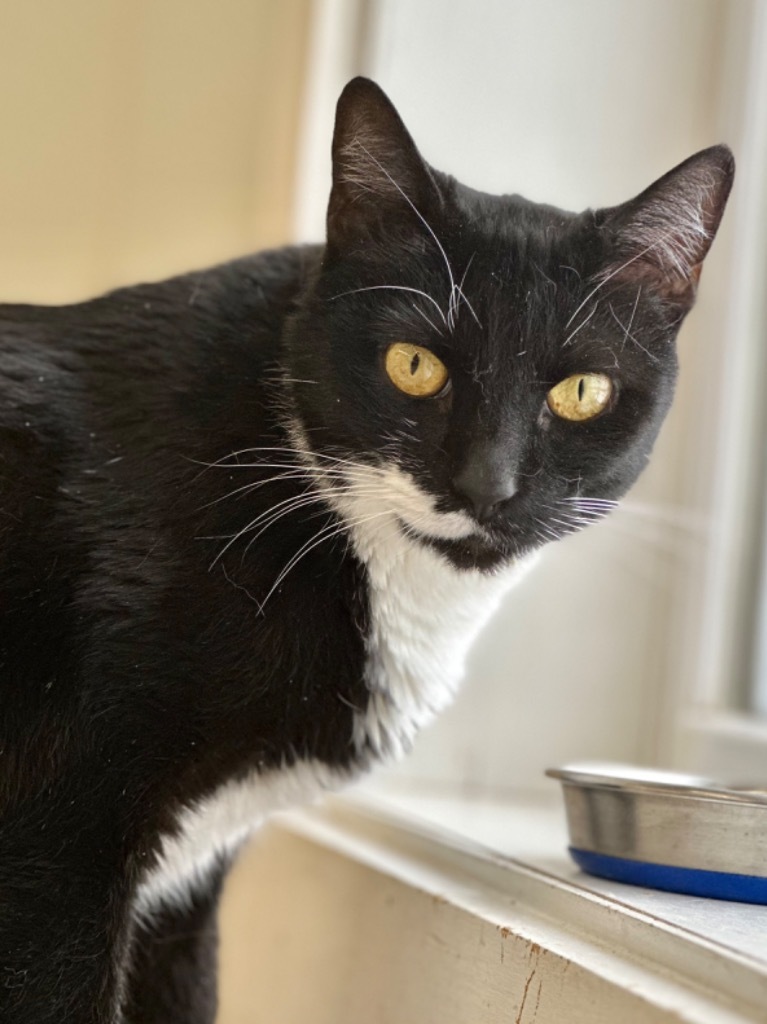 Wahn, an adoptable Domestic Short Hair in Cumberland, ME, 04021 | Photo Image 2