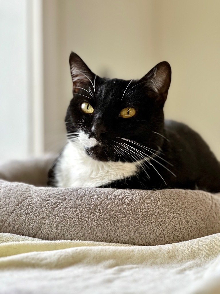 Wahn, an adoptable Domestic Short Hair in Cumberland, ME, 04021 | Photo Image 3