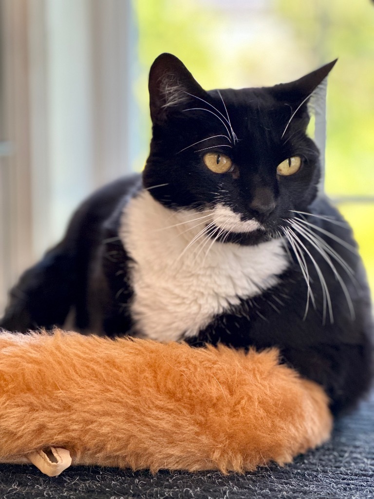 Wahn, an adoptable Domestic Short Hair in Cumberland, ME, 04021 | Photo Image 4