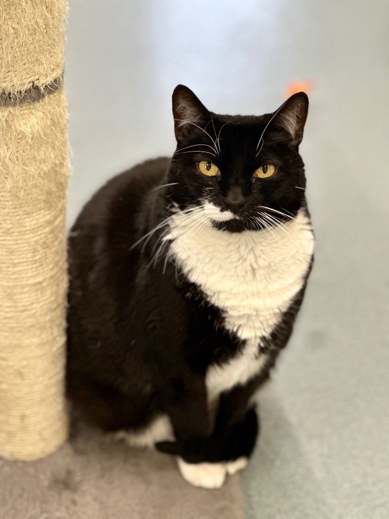 Wahn, an adoptable Domestic Short Hair in Cumberland, ME, 04021 | Photo Image 5