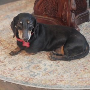 Tommy an elder black  tan dachshund once shared his home with his sibling until their pet parent 