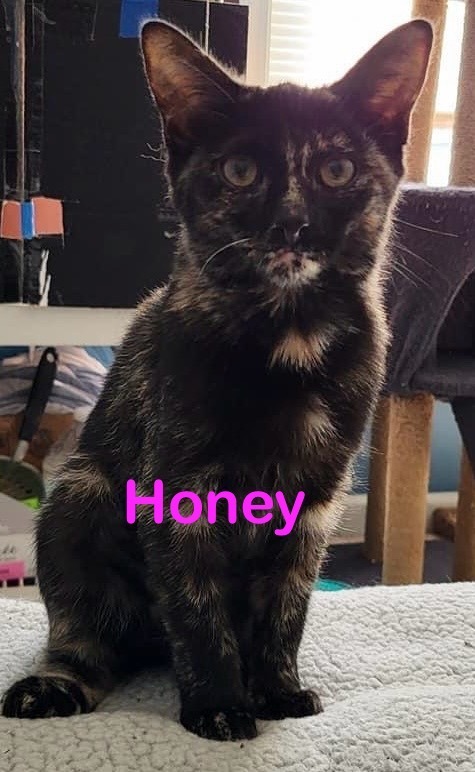 HONEY Kitty 1