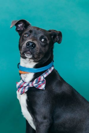 Tucker, Young Male Chihuahua