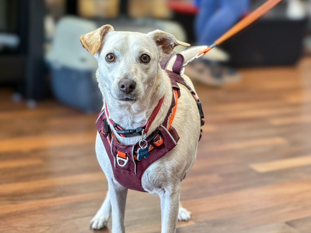 Bianca, an adoptable Terrier in Calgary, AB, T3S 0C5 | Photo Image 2