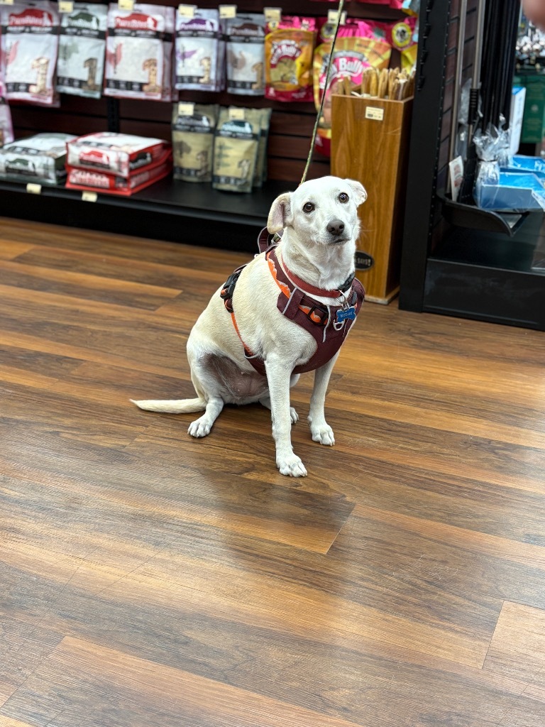 Bianca, an adoptable Terrier in Calgary, AB, T3S 0C5 | Photo Image 4