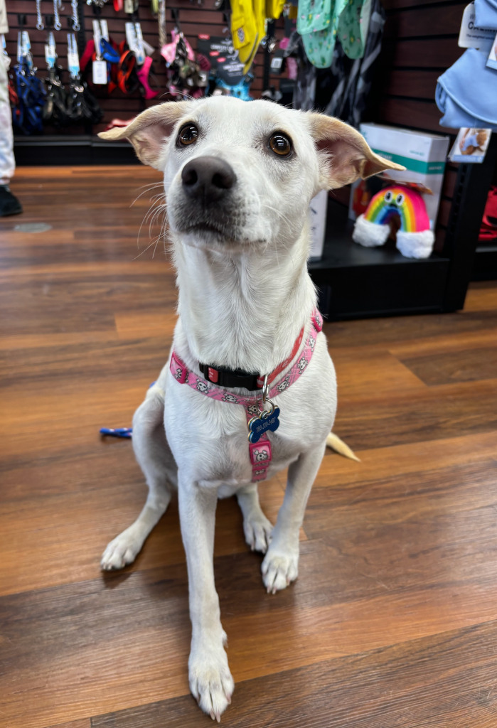 Bianca, an adoptable Terrier in Calgary, AB, T3S 0C5 | Photo Image 6