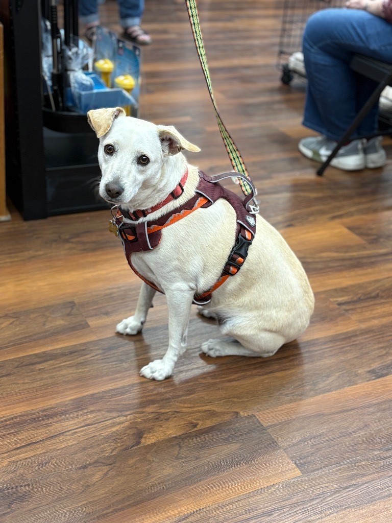 Bianca, an adoptable Terrier in Calgary, AB, T3S 0C5 | Photo Image 8