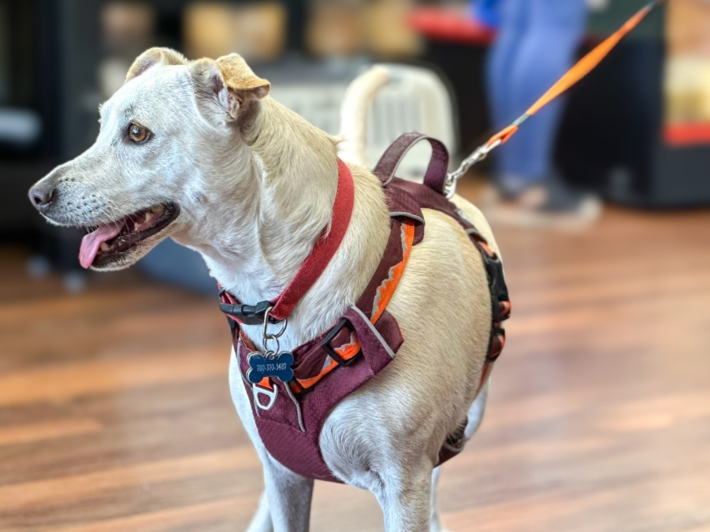 Bianca, an adoptable Terrier in Calgary, AB, T3S 0C5 | Photo Image 8