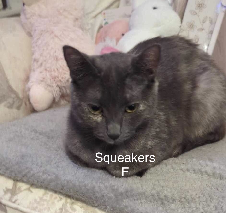 Squeakers