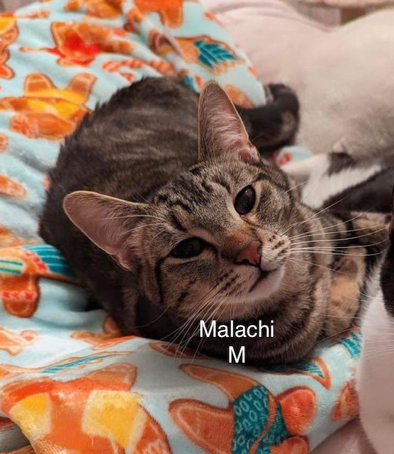Malachi, an adoptable Domestic Short Hair in Bend, OR, 97701 | Photo Image 1