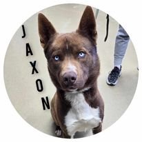 Jaxon Husky 1