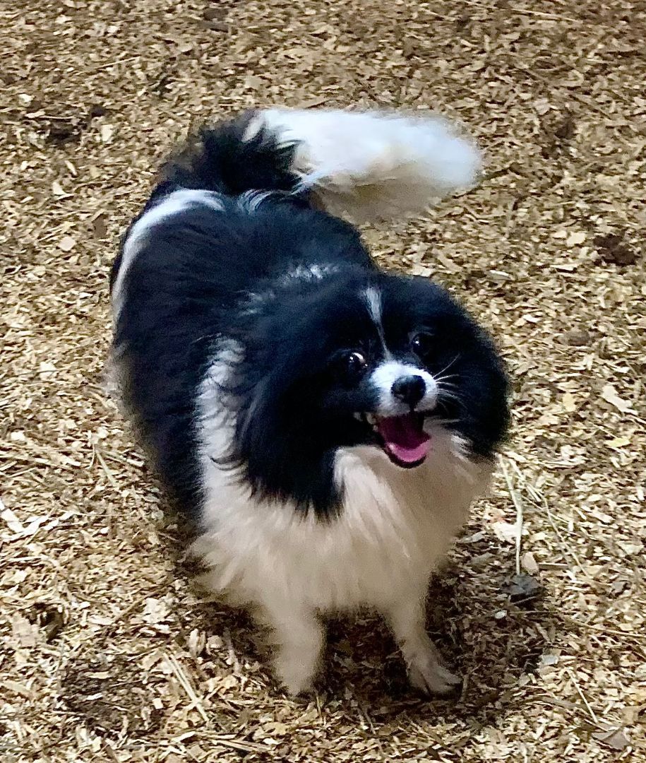 Oreo pomeranian best sale