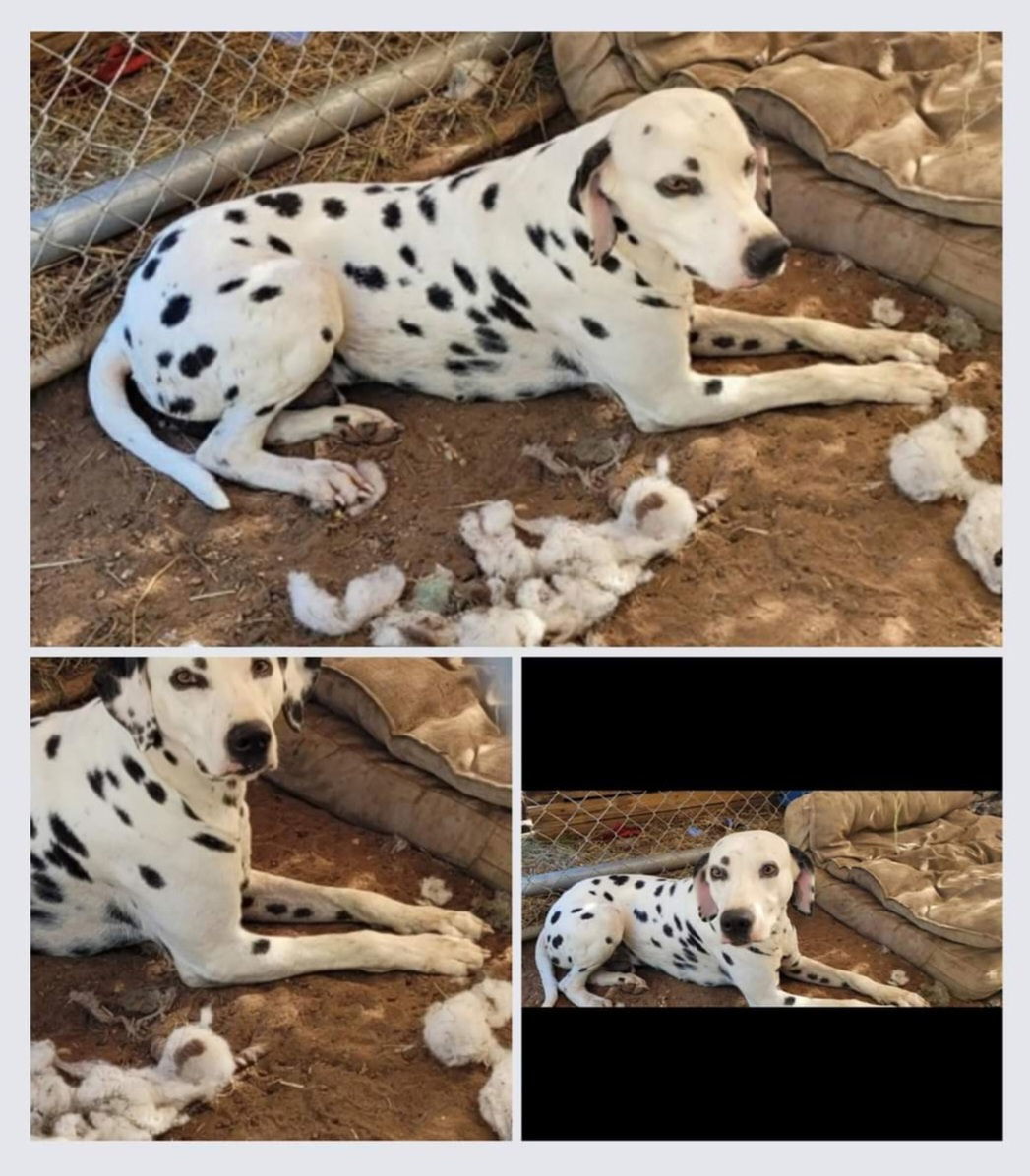 Lance, an adoptable Dalmatian in Colorado Springs, CO, 80918 | Photo Image 1