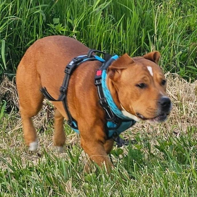 Manchester, an adoptable Pit Bull Terrier, Dalmatian in Tipp City, OH, 45371 | Photo Image 1