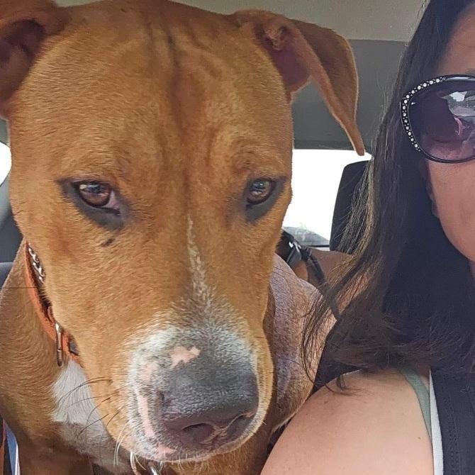 Millions, an adoptable Pit Bull Terrier, Dalmatian in Tipp City, OH, 45371 | Photo Image 1