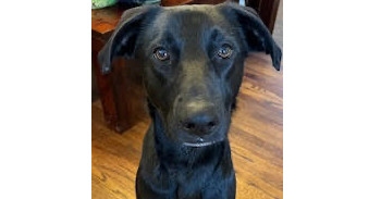 Mama Sicily Puppy - Italy (NEUTERED), an adoptable Flat-Coated Retriever, Labrador Retriever in Lakewood, CO, 80227 | Photo Image 1