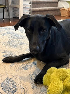 Mama Sicily Puppy - Italy (NEUTERED), an adoptable Flat-Coated Retriever, Labrador Retriever in Lakewood, CO, 80227 | Photo Image 2