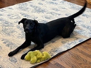 Mama Sicily Puppy - Italy (NEUTERED), an adoptable Flat-Coated Retriever, Labrador Retriever in Lakewood, CO, 80227 | Photo Image 3