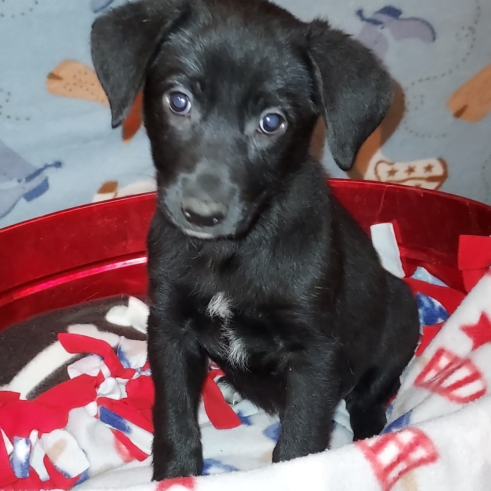 Mama Sicily Puppy - Italy (NEUTERED), an adoptable Flat-Coated Retriever, Labrador Retriever in Lakewood, CO, 80227 | Photo Image 4