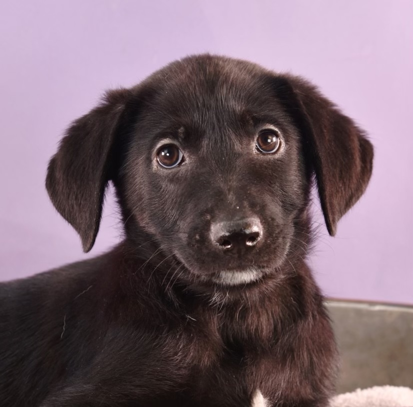 Mama Sicily Puppy - Italy (NEUTERED), an adoptable Flat-Coated Retriever, Labrador Retriever in Lakewood, CO, 80227 | Photo Image 5